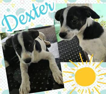 Dexter -  Poodle and Fox Terrier Dog for Adoption in Ringwood, New Jersey - Dexter | PetCurious