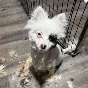 Pomeranian Dogs Available for Adoption in Alma, Michigan - Boo | PetCurious