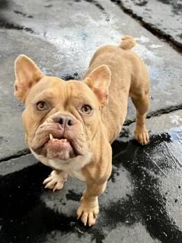 Lorain -  French Bulldog Dog for Adoption in Tucson, Arizona - Lorain | PetCurious