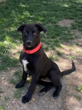 Labrador Retriever and Retriever Dogs Available for Adoption in Fort Lupton, Colorado - Kyrene | PetCurious