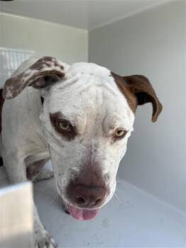 A661847 -  Pit Bull Terrier and Mixed Breed Dog for Adoption in Houston, Texas - A661847 | PetCurious
