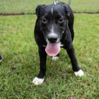 Black Labrador Retriever Dogs Available for Adoption - Bravo | PetCurious
