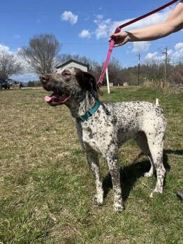 Terrier Dogs Available for Adoption - Gunner | PetCurious