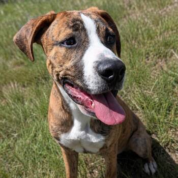 Boxer Dogs Available for Adoption in Thayne, Wyoming - Frank | PetCurious