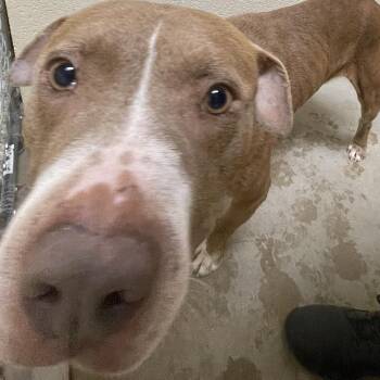 Brownie -  Pit Bull Terrier and Mixed Breed Dog for Adoption in Palestine, Texas - Brownie | PetCurious