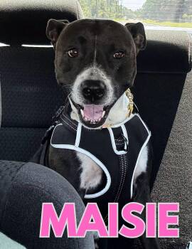 Maisie -  Pit Bull Terrier Dog for Adoption in Shalimar, Florida - Maisie | PetCurious