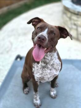 Poppy a.k.a. Poppikins -  American Staffordshire Terrier and Australian Cattle Dog Blue Heeler Dog for Adoption in Houston, Texas - Poppy A.k.a. Poppikins | PetCurious