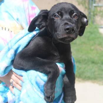 Rescue Labrador Retriever Dogs for Adoption in Cleveland, Mississippi - Ike | PetCurious