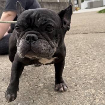 Fiona  -  French Bulldog Dog Available for Adoption in Latrobe, Pennsylvania - Fiona  | PetCurious