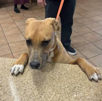 Mixed Breed Dogs Available for Adoption in Longmont, Colorado - Tawny | PetCurious