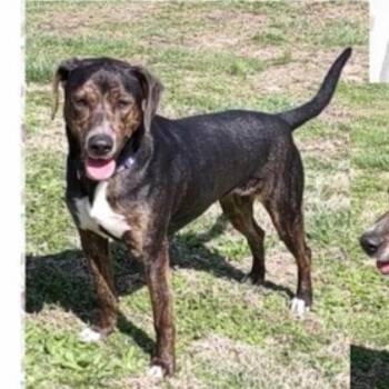 Mixed Breed Dogs Available for Adoption - Honey | PetCurious