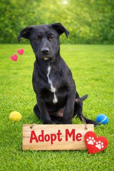Labrador Retriever Dogs Available for Adoption - Lainey | PetCurious