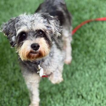 Elaine (part of bonded pair) -  Miniature Schnauzer Dog for Adoption in Homer Glen, Illinois - Elaine (part Of Bonded Pair) | PetCurious