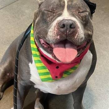 Rescue American Staffordshire Terrier Dogs for Adoption in Phoenix, Arizona - Lizzo | PetCurious