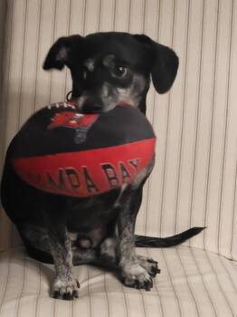 Dachshund Dogs Available for Adoption - Duke | PetCurious