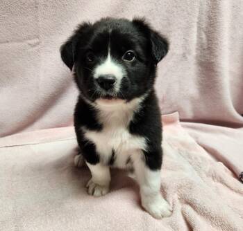 Kate -  Border Collie and Australian Shepherd Dog Available for Adoption in Siloam Springs, Arkansas - Kate | PetCurious
