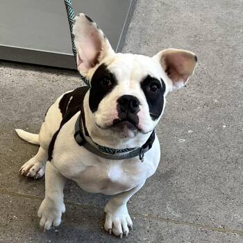 111285 -  Mixed Breed Dog for Adoption in Las Cruces, New Mexico - 111285 | PetCurious