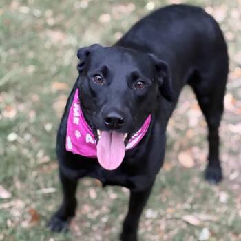 Black Labrador Retriever Dogs Available for Adoption in Houston, Texas - Twinkles | PetCurious