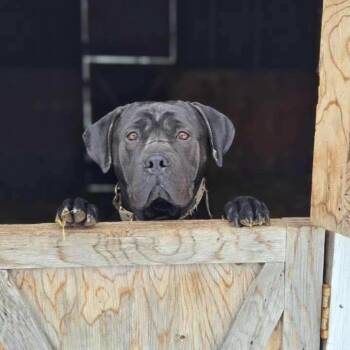 Lola -  Cane Corso Dog for Adoption in Woodstock, Ontario - Lola | PetCurious