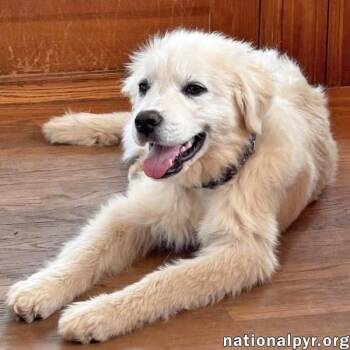 Great Pyrenees Dogs Available for Adoption in Beacon, New York - Forest In VA - Gentle & Easygoing! | PetCurious