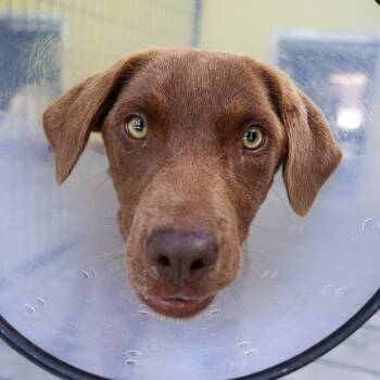 Retriever and Australian Cattle Dog Blue Heeler Dogs Available for Adoption in Bradenton, Florida - Camila | PetCurious