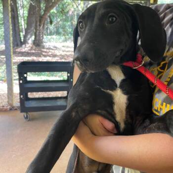 Asher -  Mixed Breed Dog for Adoption in Valley, Alabama - Asher | PetCurious