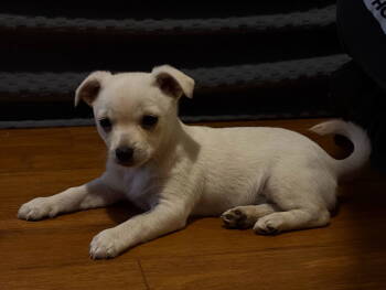 Rescue Chihuahua and Maltese Dogs for Adoption - Cashmere *Arriving 12/6* | PetCurious