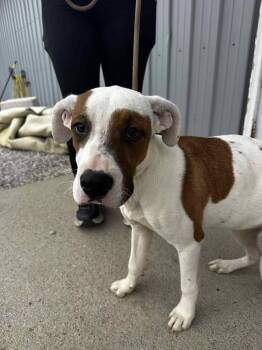 Hound Dogs Available for Adoption - Alosa | PetCurious