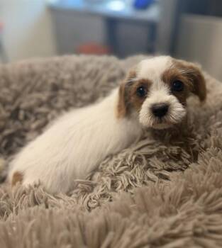 Poodle and Mixed Breed Dogs Available for Adoption in Leesburg, Virginia - MAISIE | PetCurious