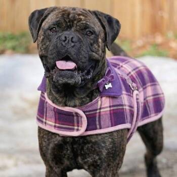 Bullmastiff Dogs Available for Adoption - Bailey | PetCurious