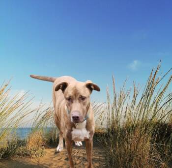 Rescue Doberman Pinscher and Labrador Retriever Dogs for Adoption in Biloxi, Mississippi - Pooh Bear | PetCurious