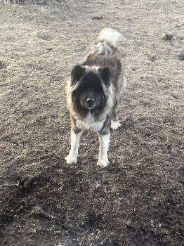 Akita Dogs Available for Adoption - Belle - Courtesy Listing See Info  | PetCurious