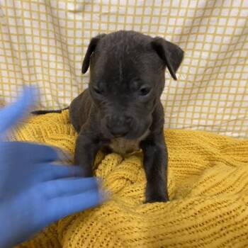 A611710 -  Pit Bull Terrier and Mixed Breed Dog for Adoption in Modesto, California - A611710 | PetCurious