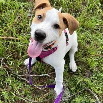 Rescue Coonhound and Mixed Breed Dogs for Adoption in Hollister, Florida - Chip | PetCurious