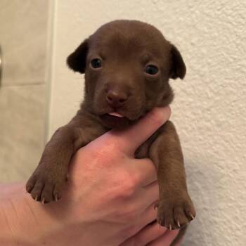 Chihuahua and Dachshund Dogs Available for Adoption in Austin, Texas - Firewheel | PetCurious