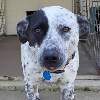 Australian Cattle Dog Blue Heeler Dogs Available for Adoption - Abby | PetCurious