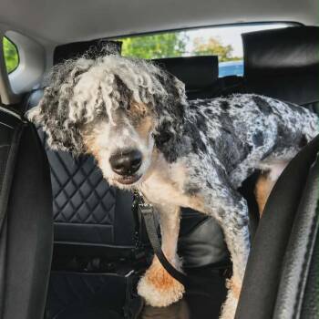 Rico -  Poodle and Bernese Mountain Dog Dog for Adoption in Arlington, Virginia - Rico | PetCurious