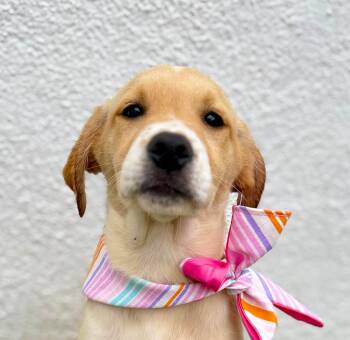 Rescue Golden Retriever and Labrador Retriever Dogs for Adoption in San Diego, California - FIORINA | PetCurious