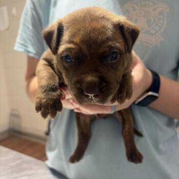 Chip -  Mixed Breed Dog for Adoption in Milton, Florida - Chip | PetCurious