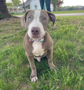 Pit Bull Terrier Dogs Available for Adoption in Springfield, Illinois - Stormy | PetCurious