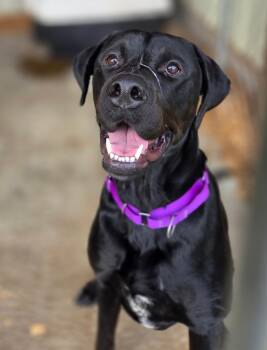 Rescue Labrador Retriever and Mixed Breed Dogs for Adoption in Crandon, Wisconsin - Puddin` | PetCurious