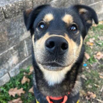 Siberian Husky and Rottweiler Dogs Available for Adoption in Baltimore, Maryland - Donatello | PetCurious