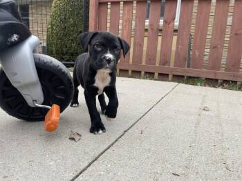 Mixed Breed Dogs Available for Adoption - Cletus | PetCurious