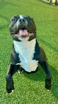 Rescue Pit Bull Terrier Dogs for Adoption in Eagle, Idaho - Winston **Courtesy Post. Out Of Town Pet. See Below For Details* | PetCurious