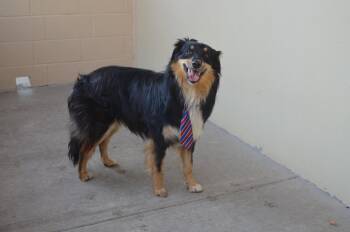 Meatball Wizard -  Australian Shepherd Dog for Adoption in Mckinney, Texas - Meatball Wizard | PetCurious