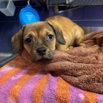 Mara -  Pug Dog for Adoption in Enterprise, Alabama - Mara | PetCurious