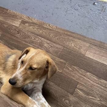 Rescue Australian Cattle Dog Blue Heeler Dogs for Adoption in Palmhurst, Texas - Brandi | PetCurious