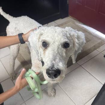 Sully -  Standard Poodle Dog for Adoption in Savannah, Georgia - Sully | PetCurious
