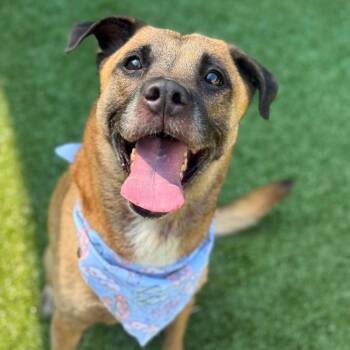 Marigold -  Shepherd and Mixed Breed Dog for Adoption in Greensboro, North Carolina - Marigold | PetCurious