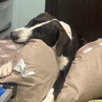 Rigatoni -  Hound and Mixed Breed Dog for Adoption in Columbia, Missouri - Rigatoni | PetCurious
